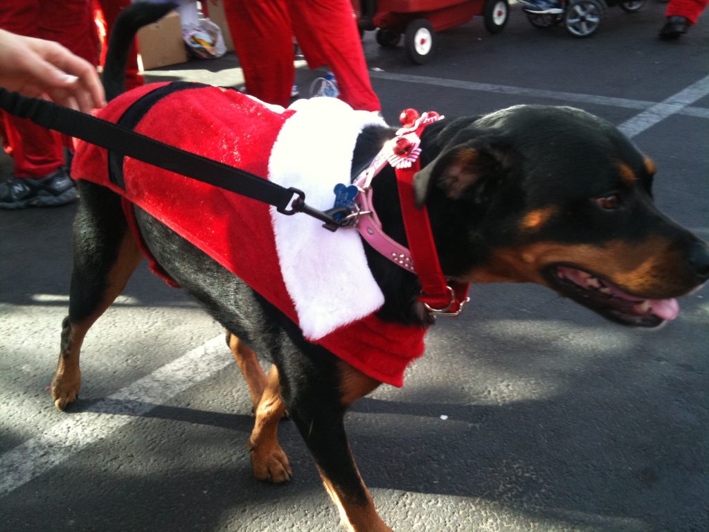 santa_dog